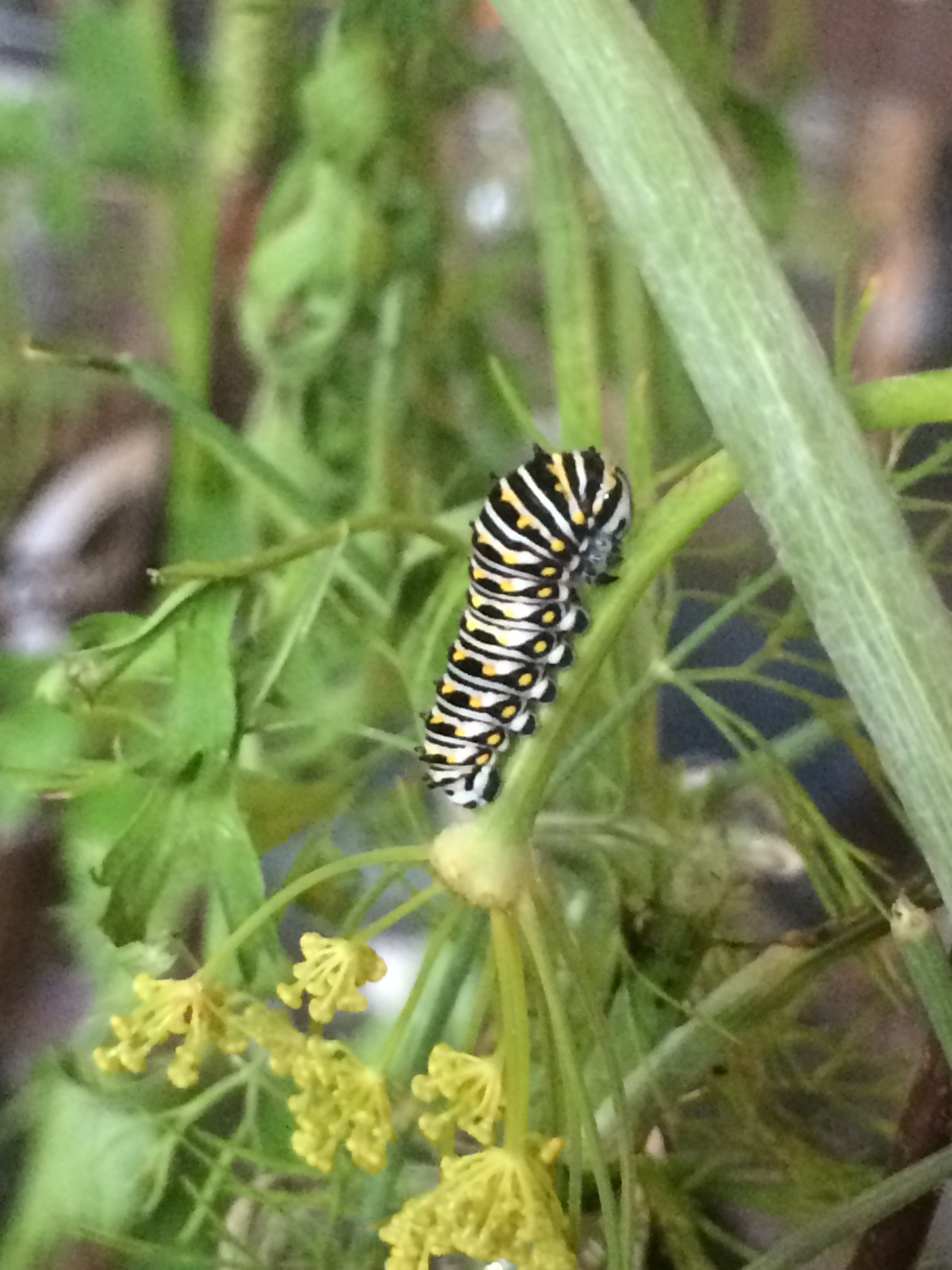 Caterpillar at third instar or so