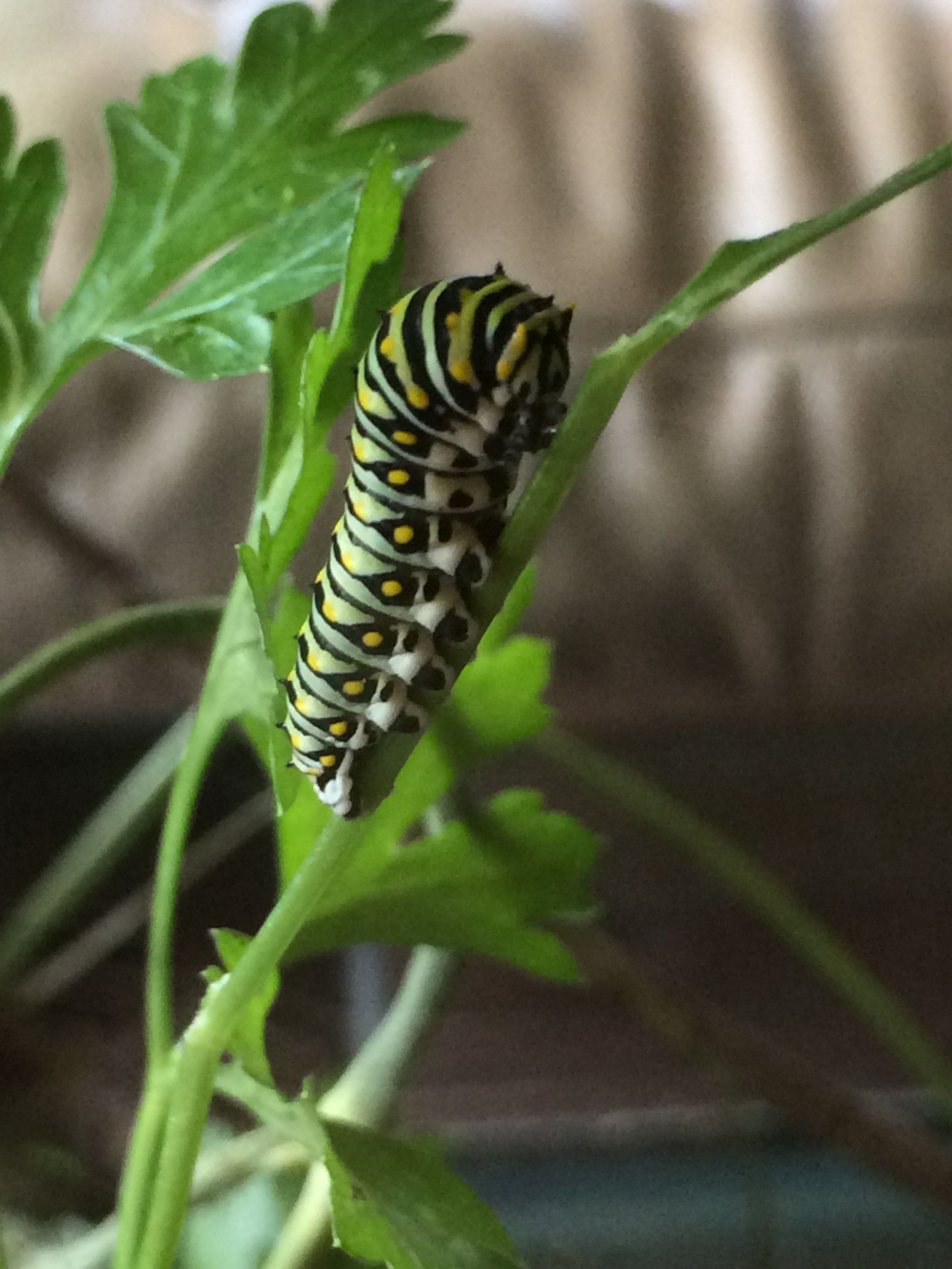 Caterpillar resting