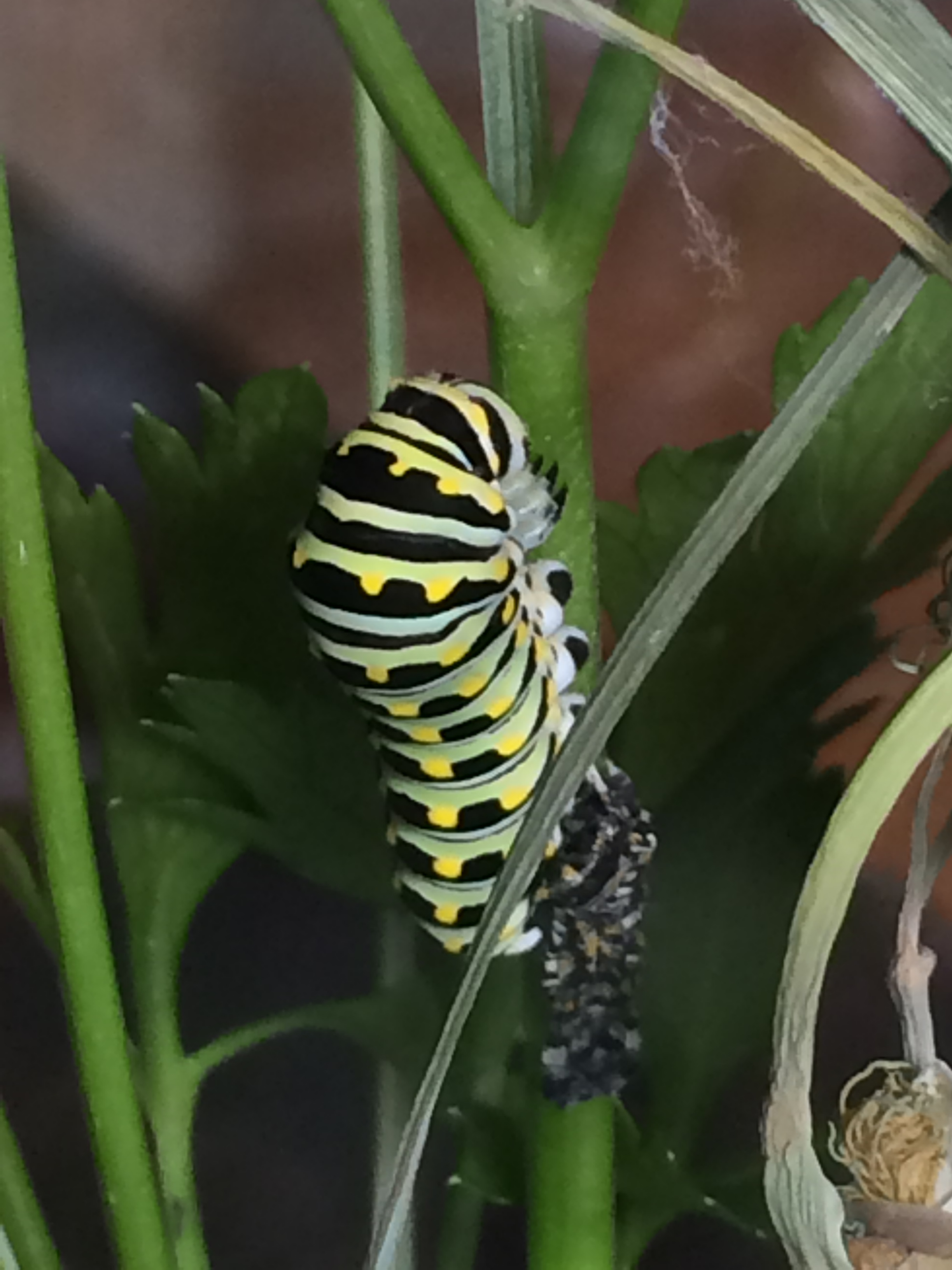 Caterpillar with skin